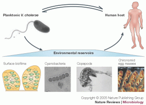 cholera life cycle
