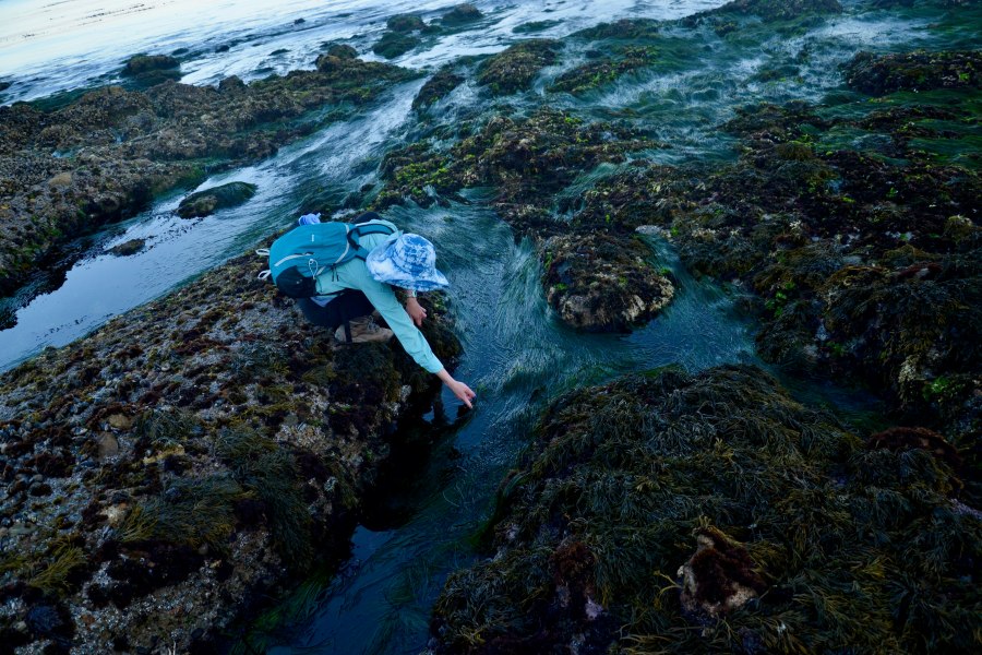 The 2025 Jacqueline Carpine-Lancre Early Career Scholars Prize in Ocean History Winner&nbsp;Announcement